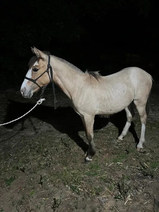 Potra crioula - Foto 3