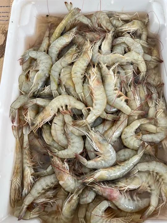 Camarão Barba Roxa fresco para sua receita da quaresma  - Foto 2