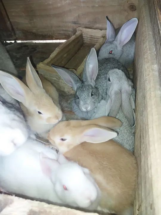 Gigante de Flandres  - Foto 2