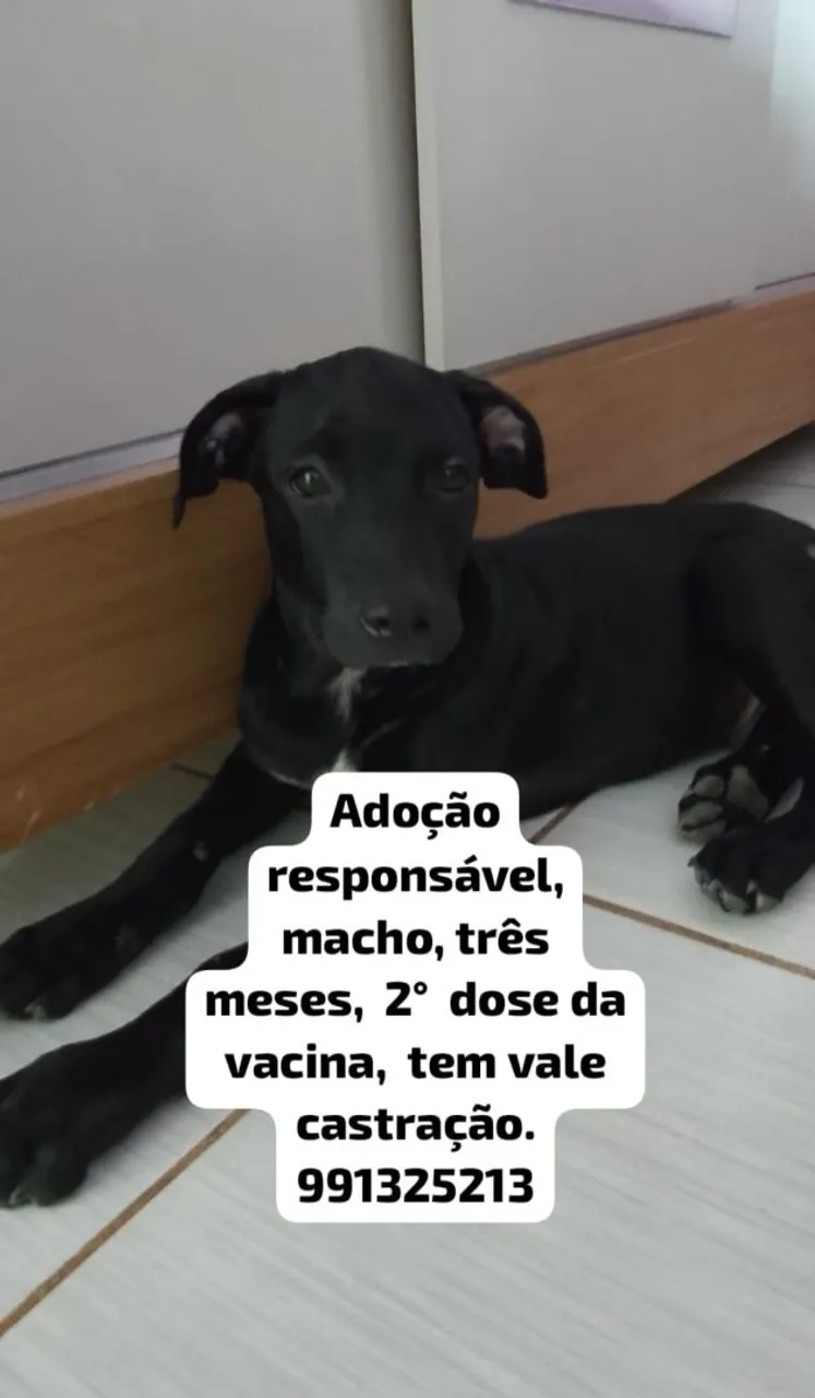 Filhotinho para adoção responsável