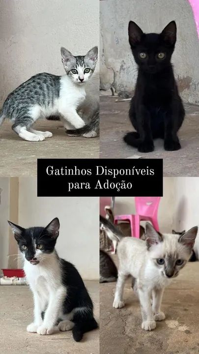 Gatinhos Para Adoção 