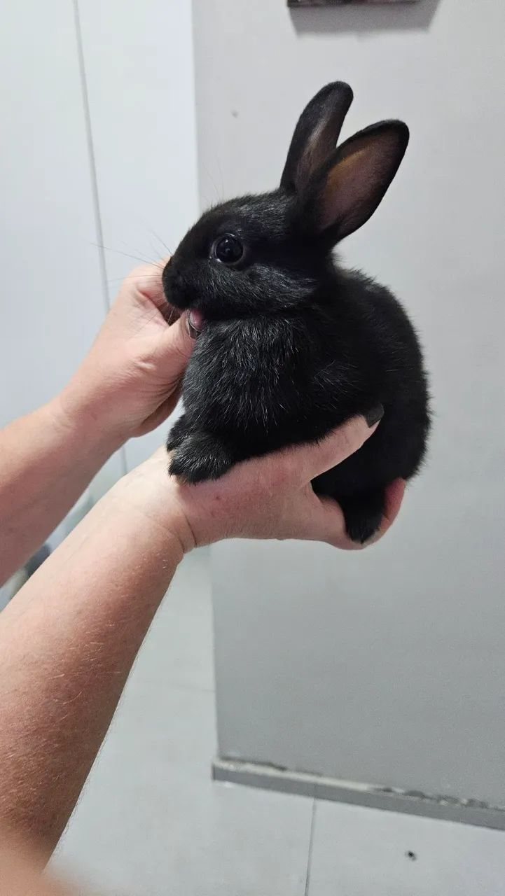 Coelho anao  - Foto 3