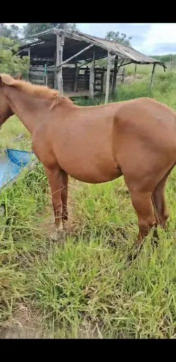Égua Boa de charrete Prenha de mangalarga mineiro pampa marcha picada  - Foto 2