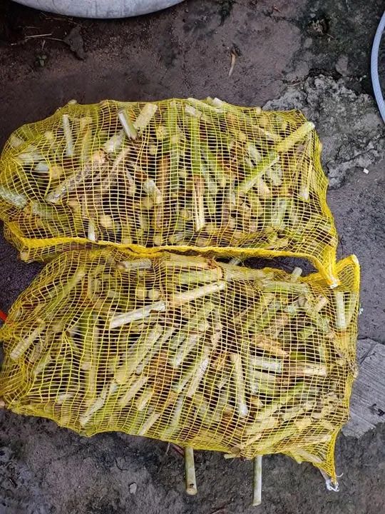 Mudas de Capiaçu BRS - Foto 2