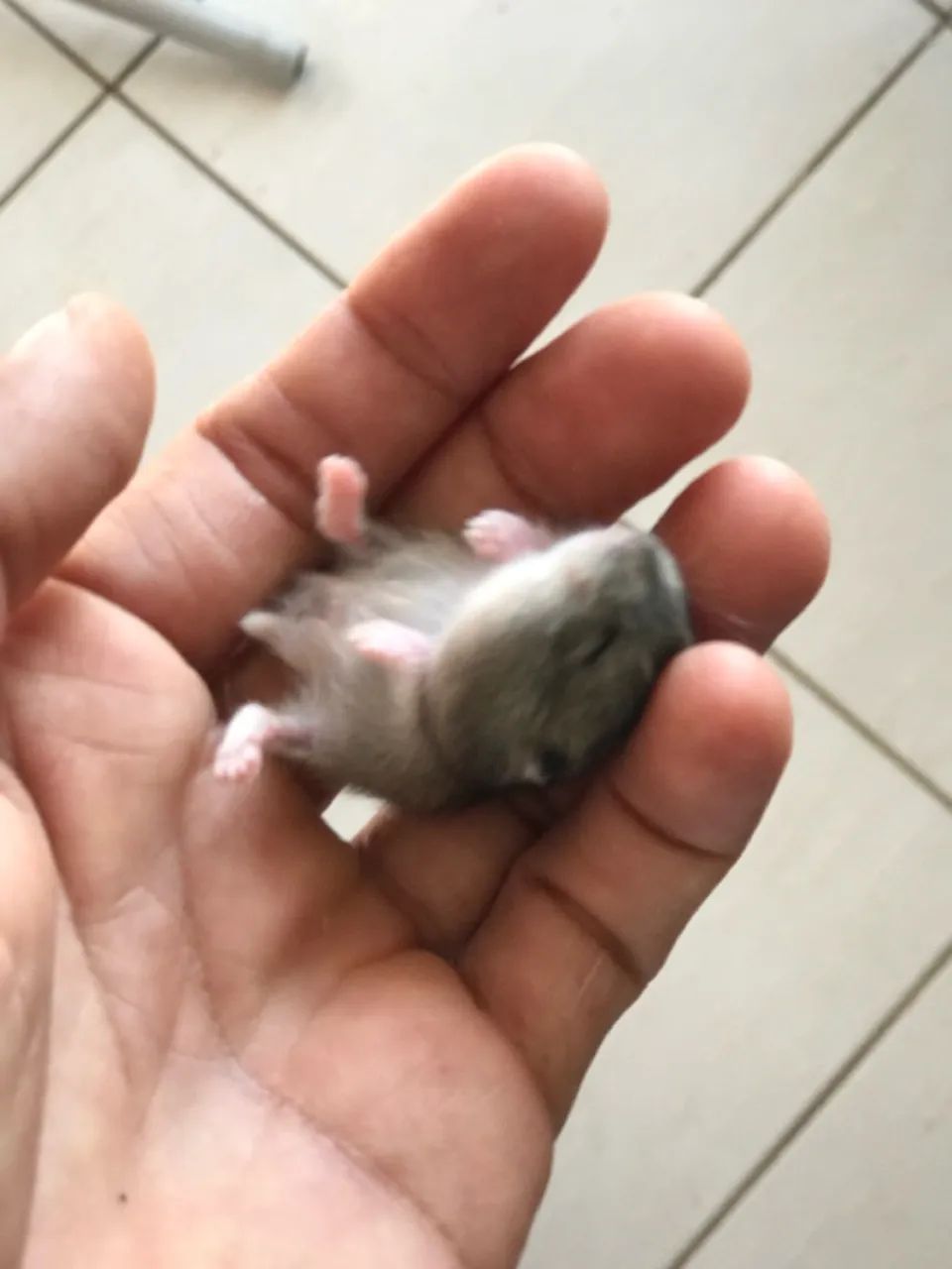 Hamster anao russo  - Foto 4