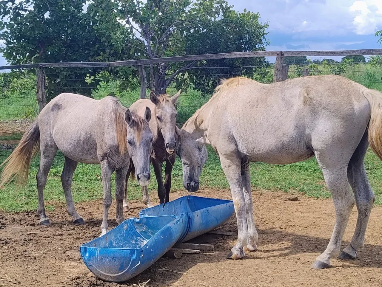 Cavalo, égua e potra. Ótimo preço! 