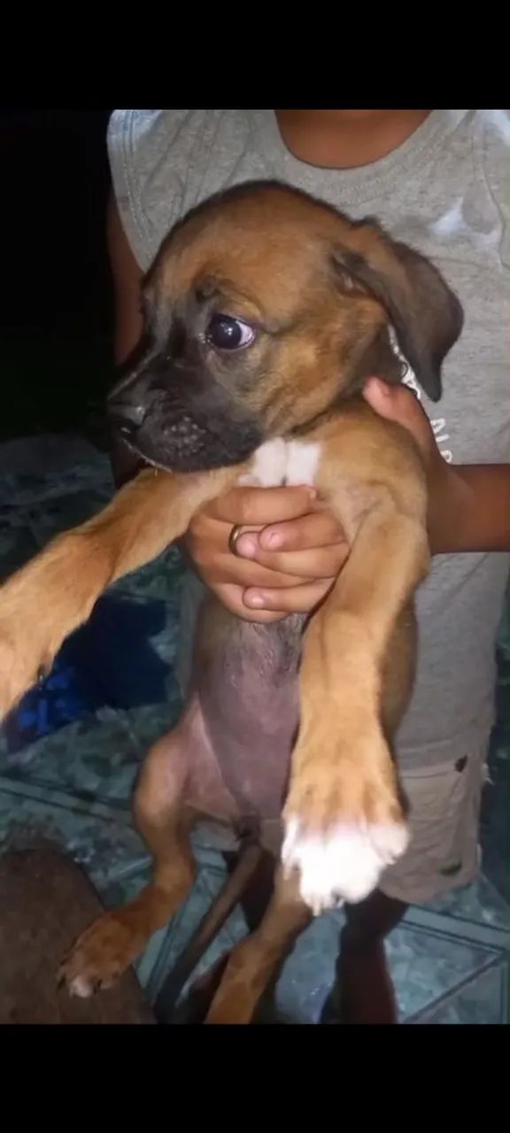Vendo cachorrinha Box 