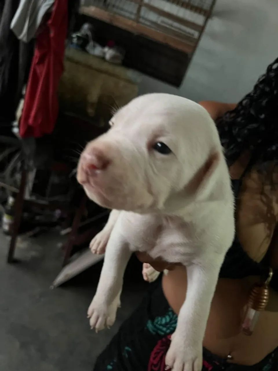 Filhote Pitbull  - Foto 3