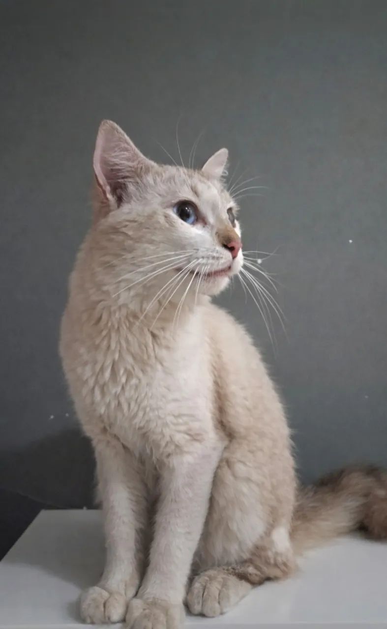 Gatinho para adoção  - Foto 3