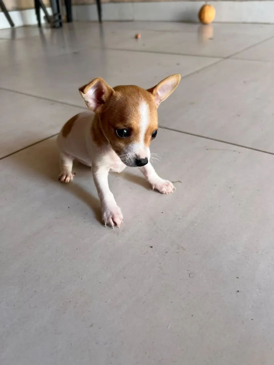 Pinscher ZERO  - Foto 2