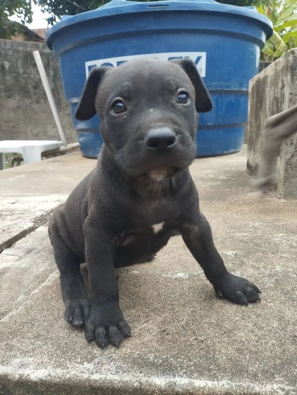 Vendo macho de Pitbull 