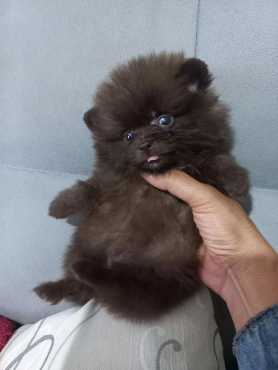Spitz alemão anão  - Foto 2