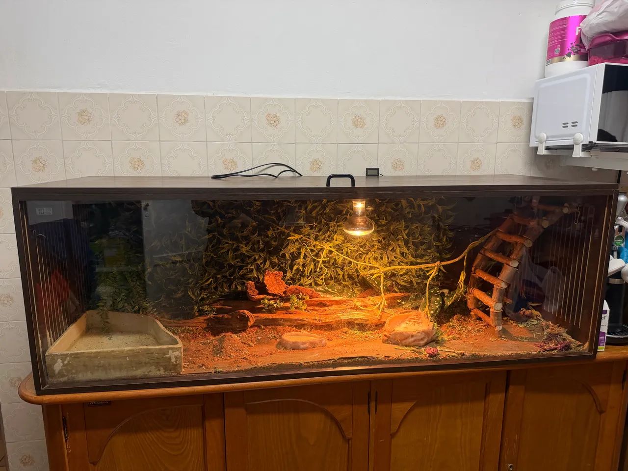 Terrário - Foto 2