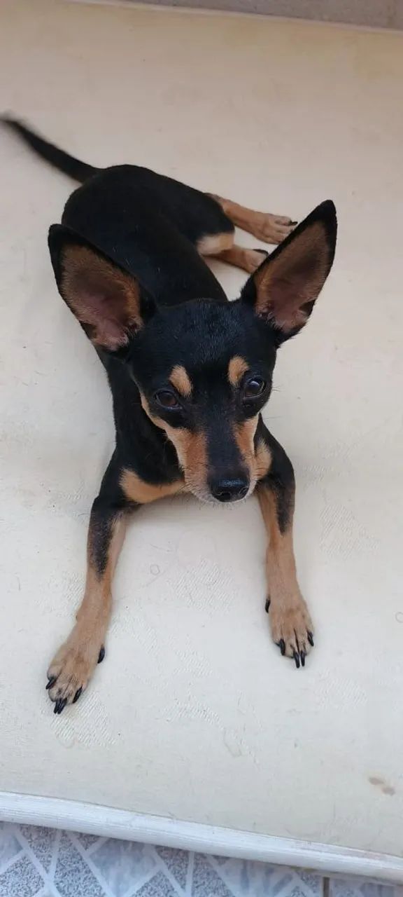 Pinscher macho 1 ano