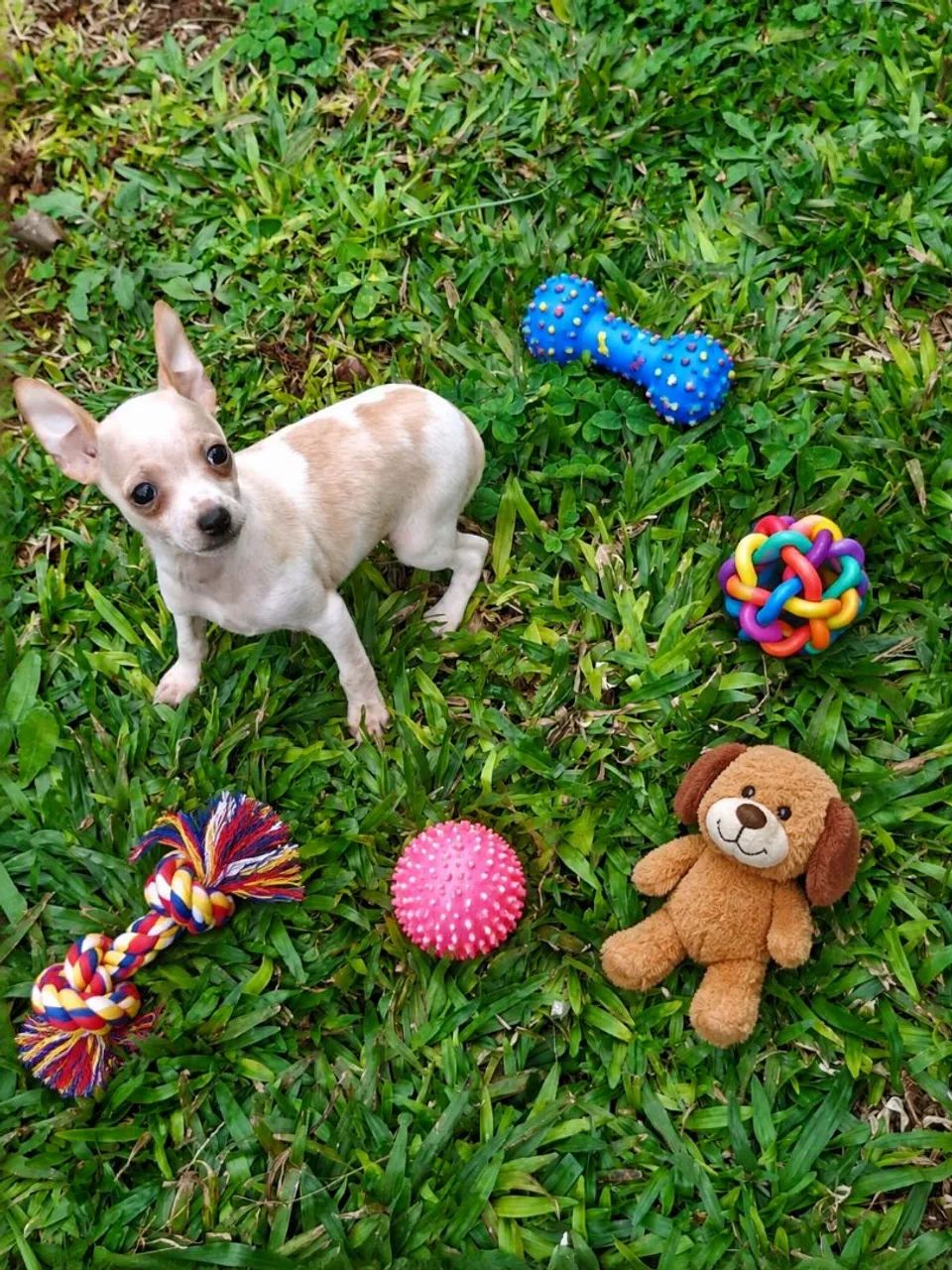 Machinhos Pinscher - Foto 2