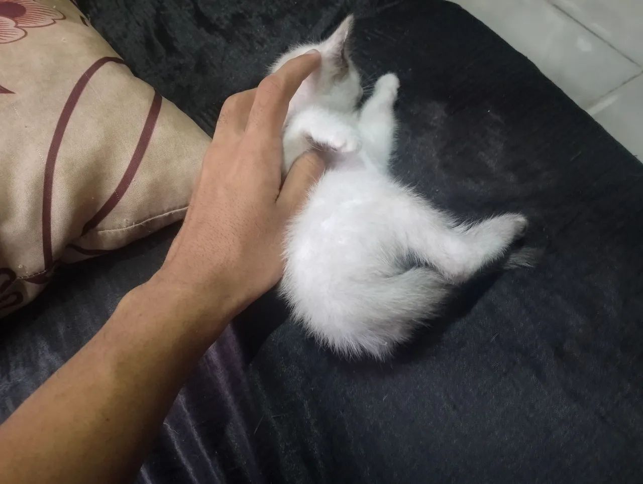 Gatinha 