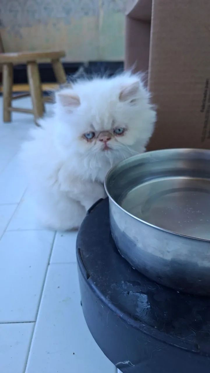 Doçuras de gatinhos persa - Foto 2