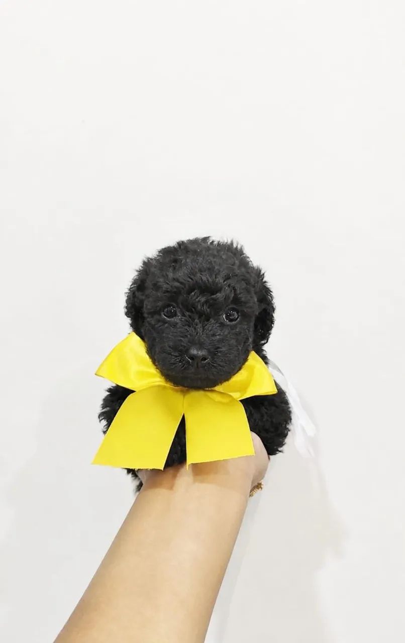 Bebê de poodle  - Foto 2