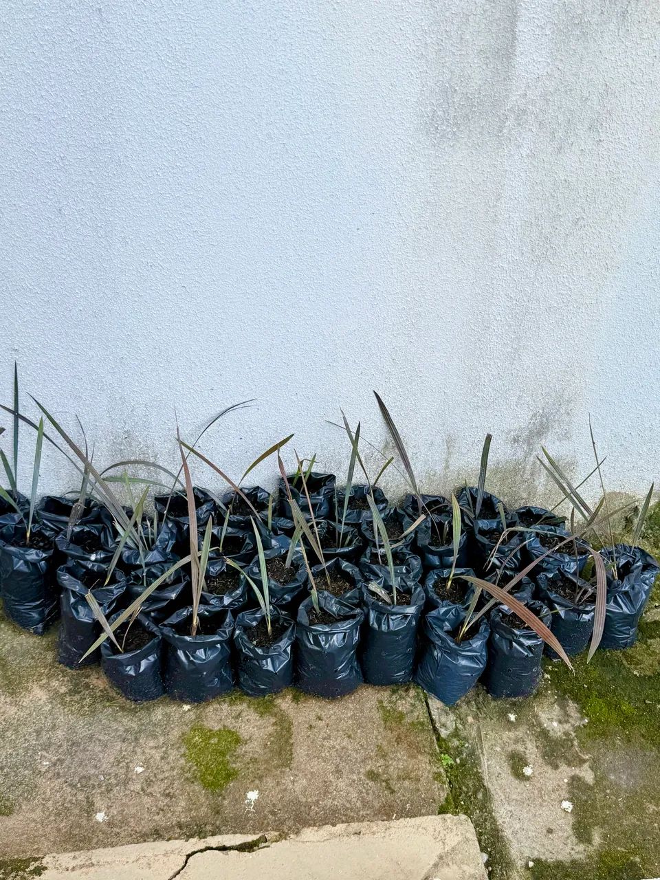 Muda Palmeira Azul - Foto 2
