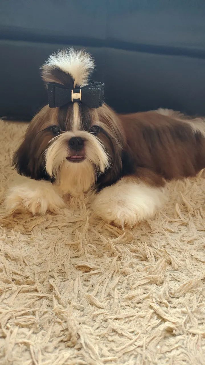 Belíssimo shih tzu  - Foto 2