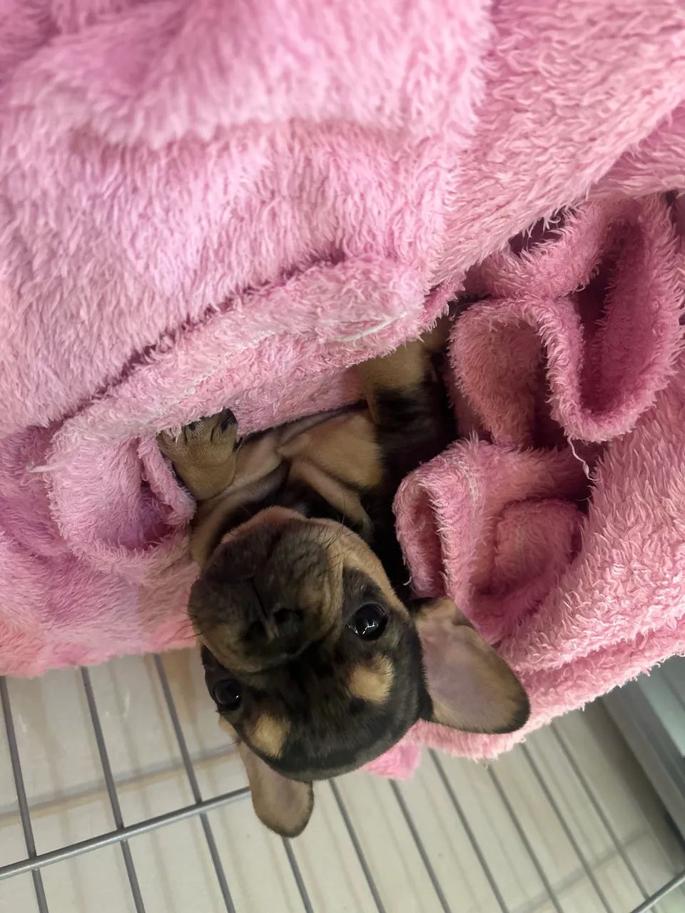 Bulldog Frances - Foto 3