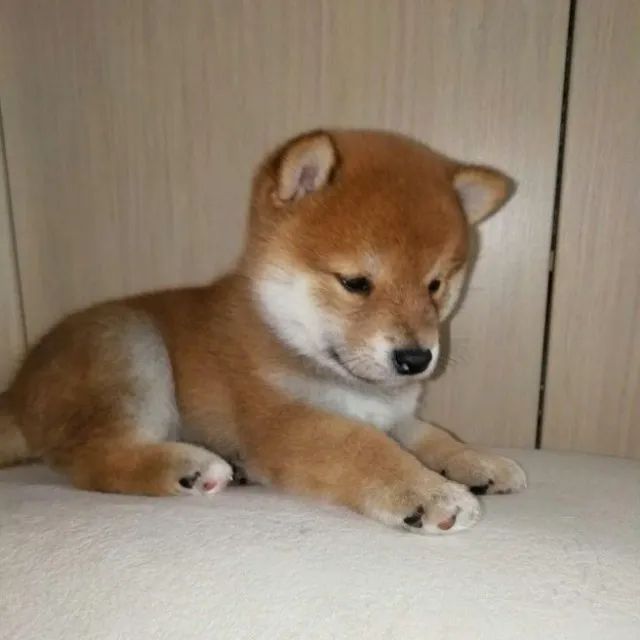 Shiba Inu