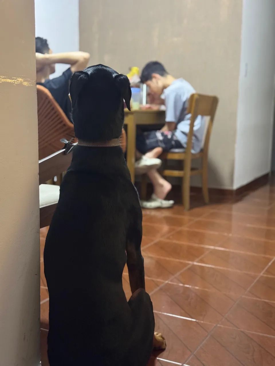 Dobermann 3 anos - Foto 4