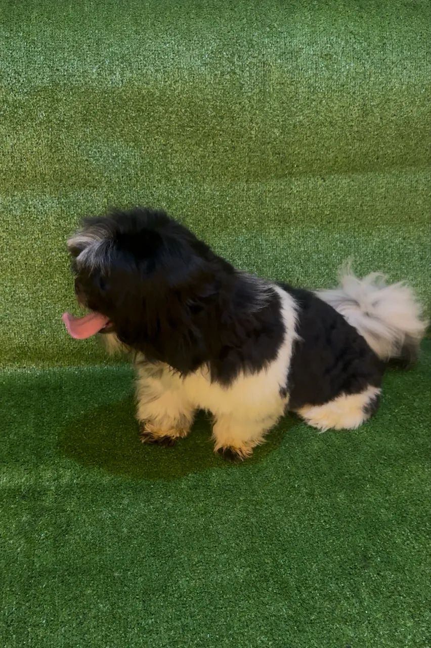 Cachorro  - Foto 2