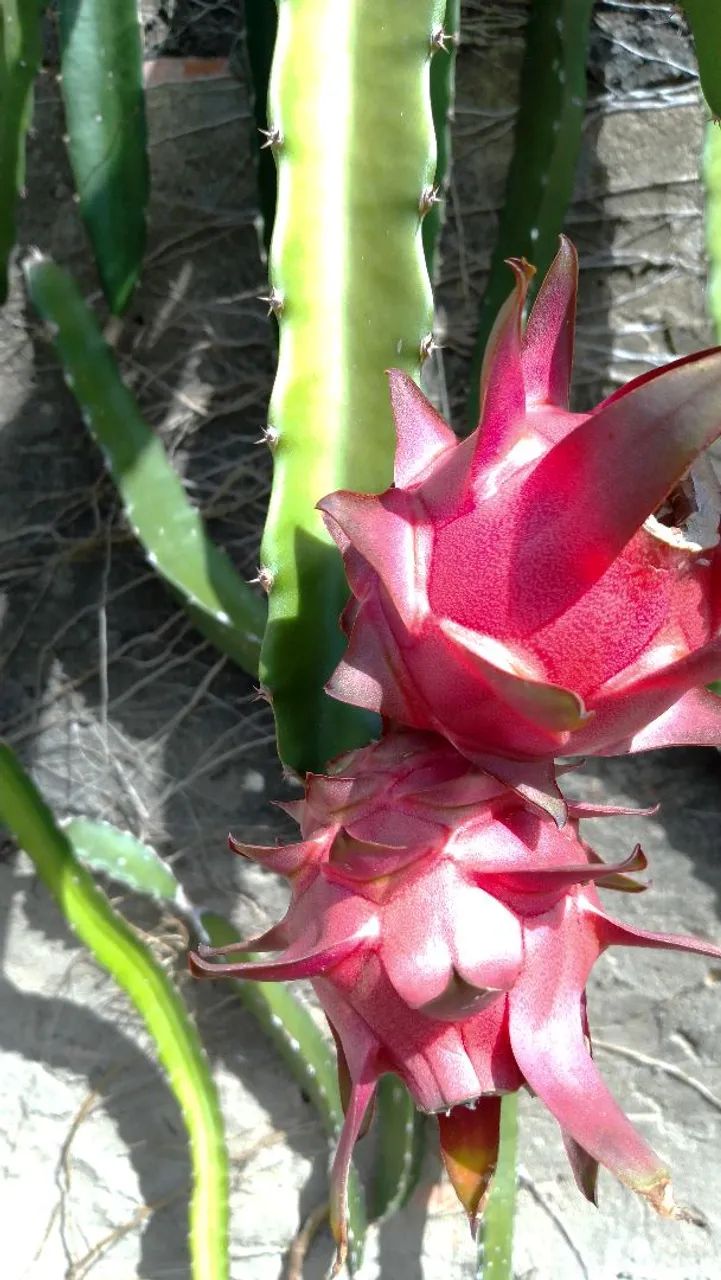 Mudas de Pitaya - Foto 2