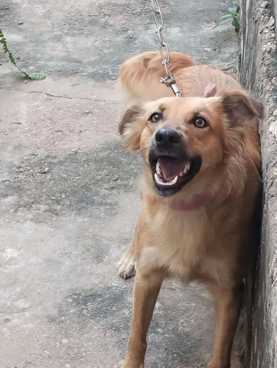Doação dessa linda cachorra 