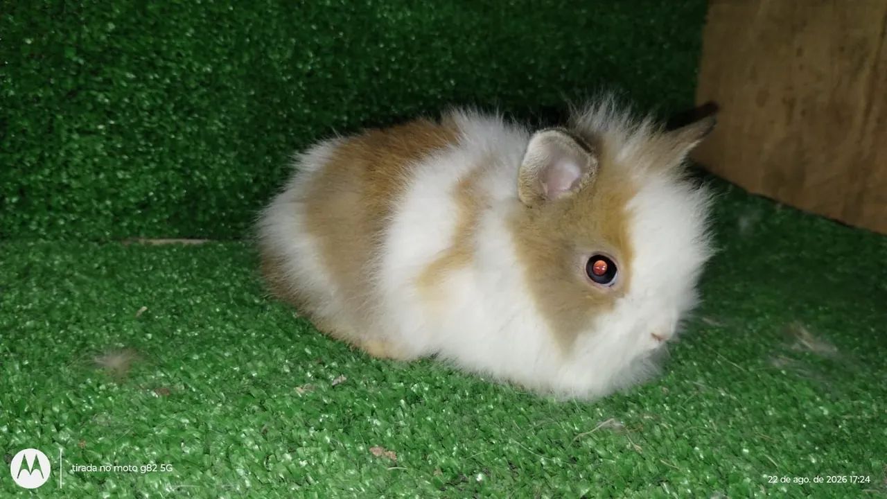 Coelho lion - Foto 2