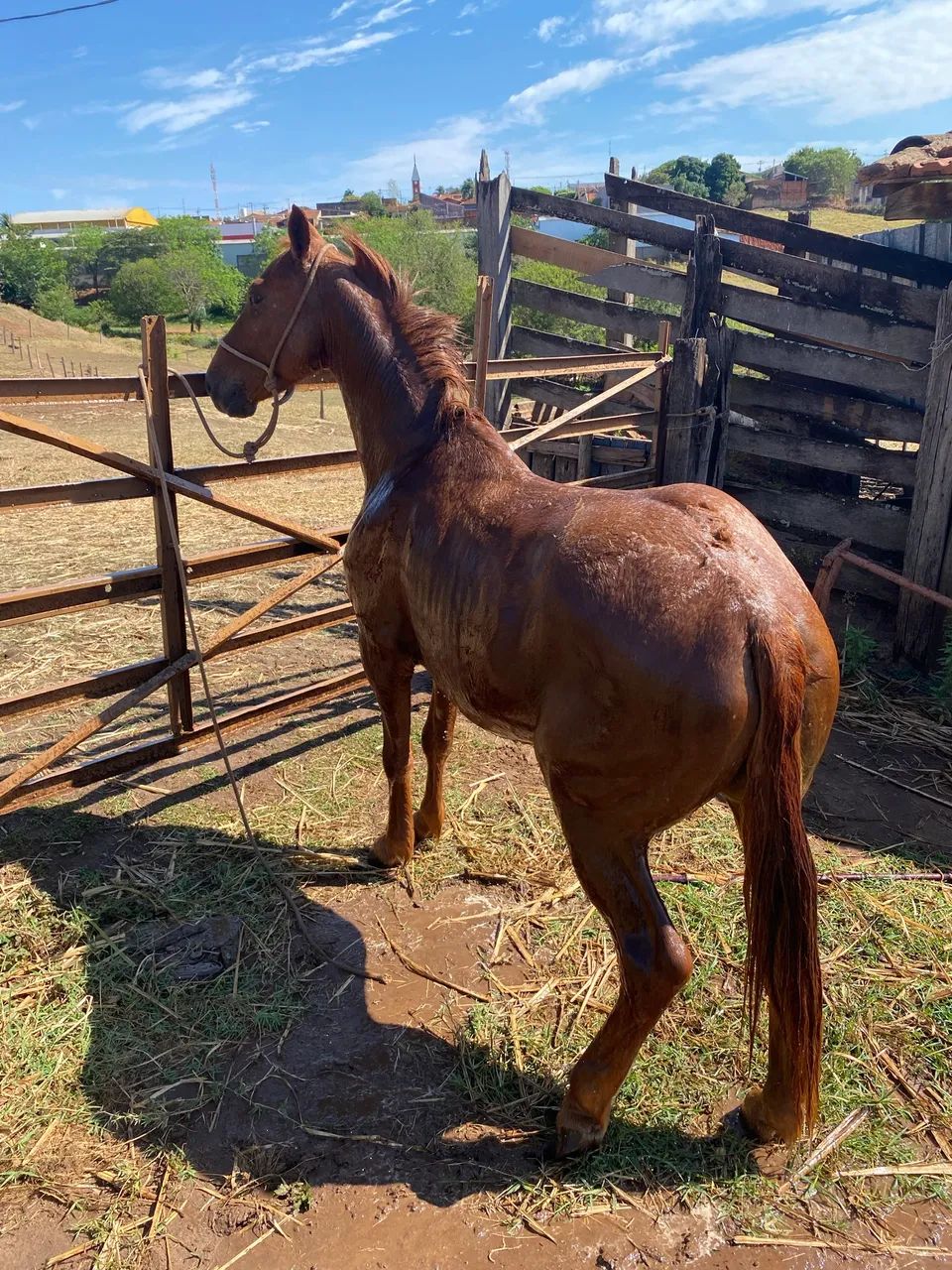 Cavalo  - Foto 5