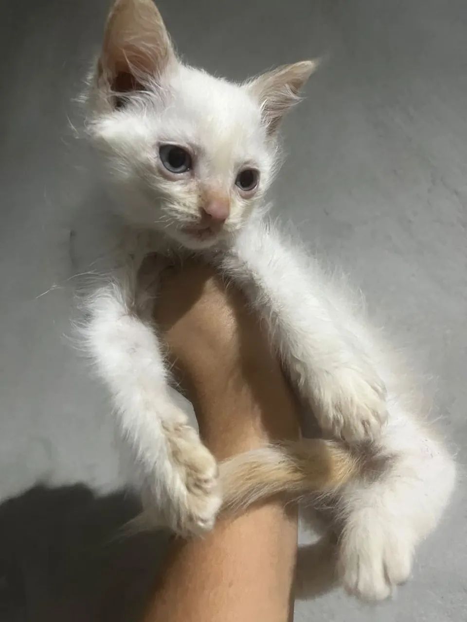 Gato adoção responsável  - Foto 2