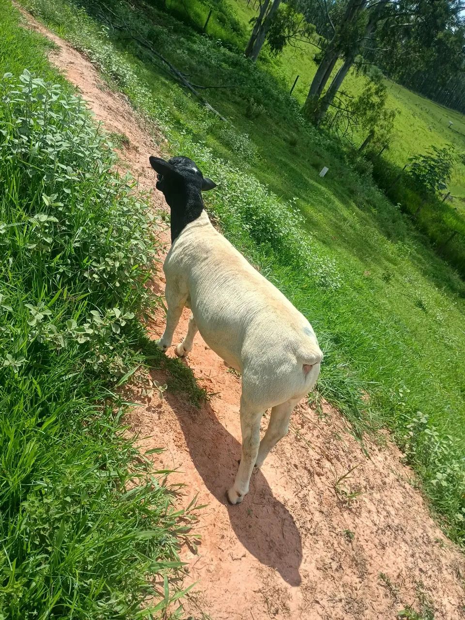 Caneiro reprodutor  - Foto 5