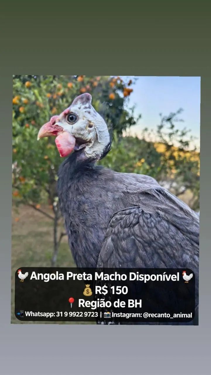 Galinha d' Angola  - Foto 3