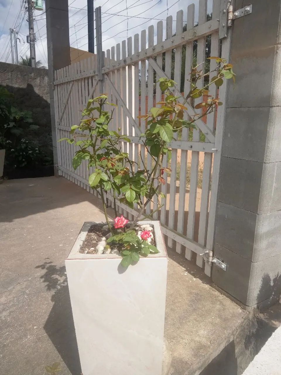 Plantas decorativas  - Foto 4
