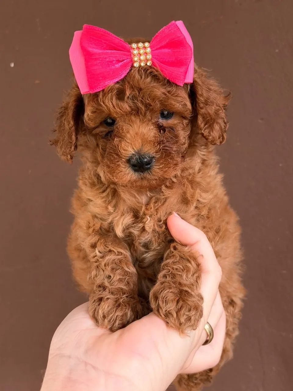 Poodle red fêmea 
