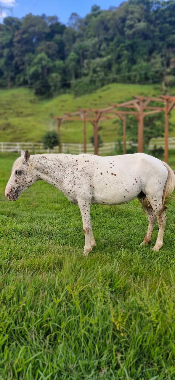Cavalo (égua) Appaloosa - Foto 2