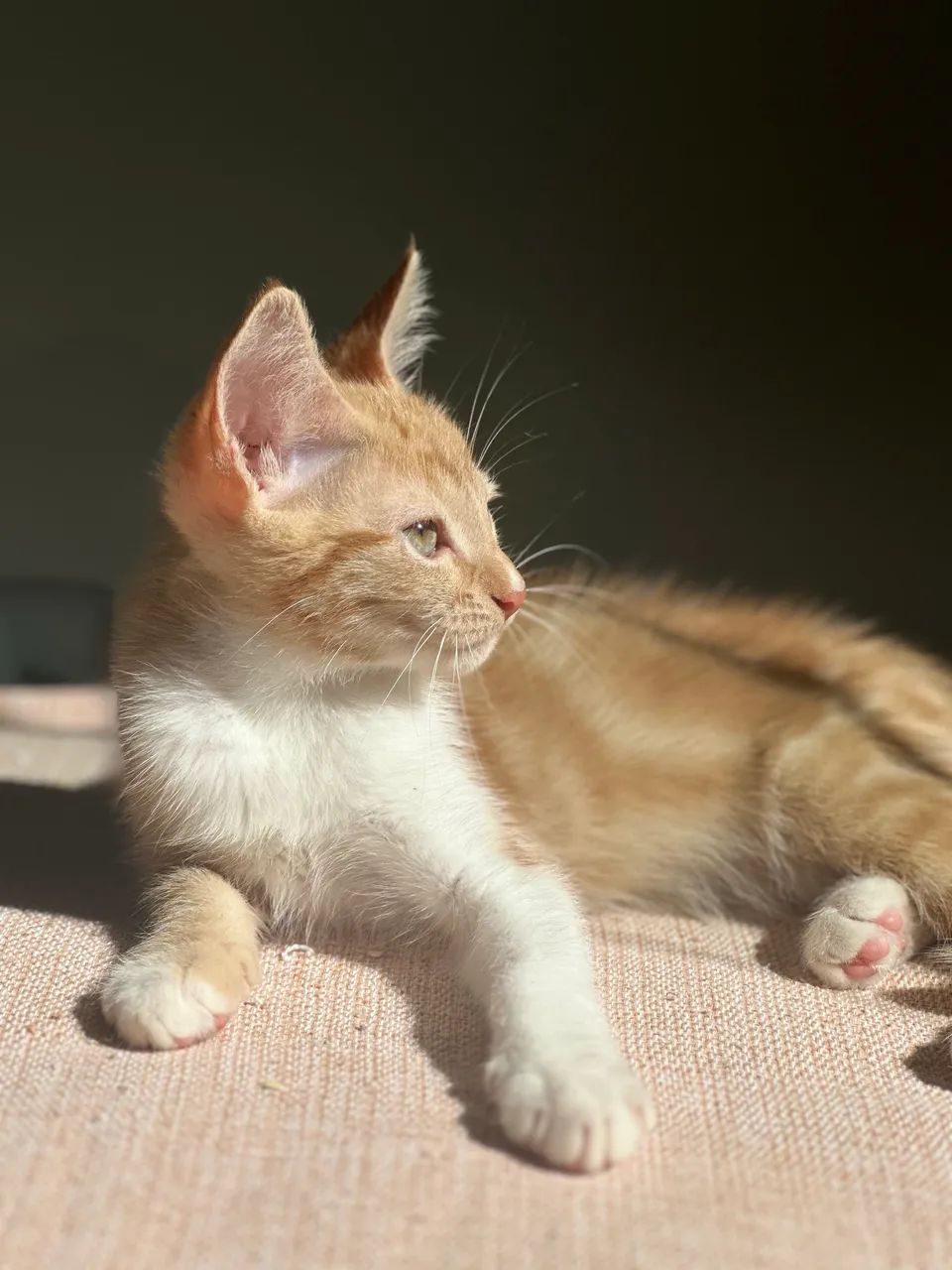 Doação de gato macho  - Foto 3