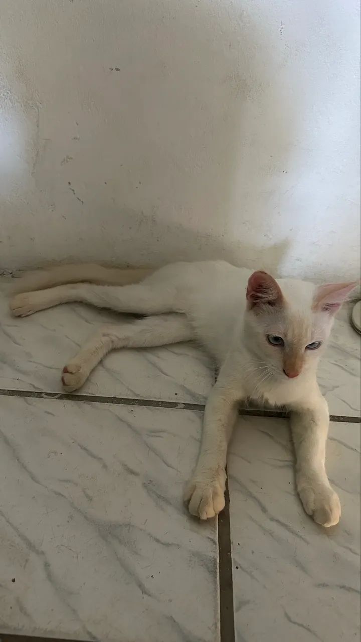 Gatinho  - Foto 2