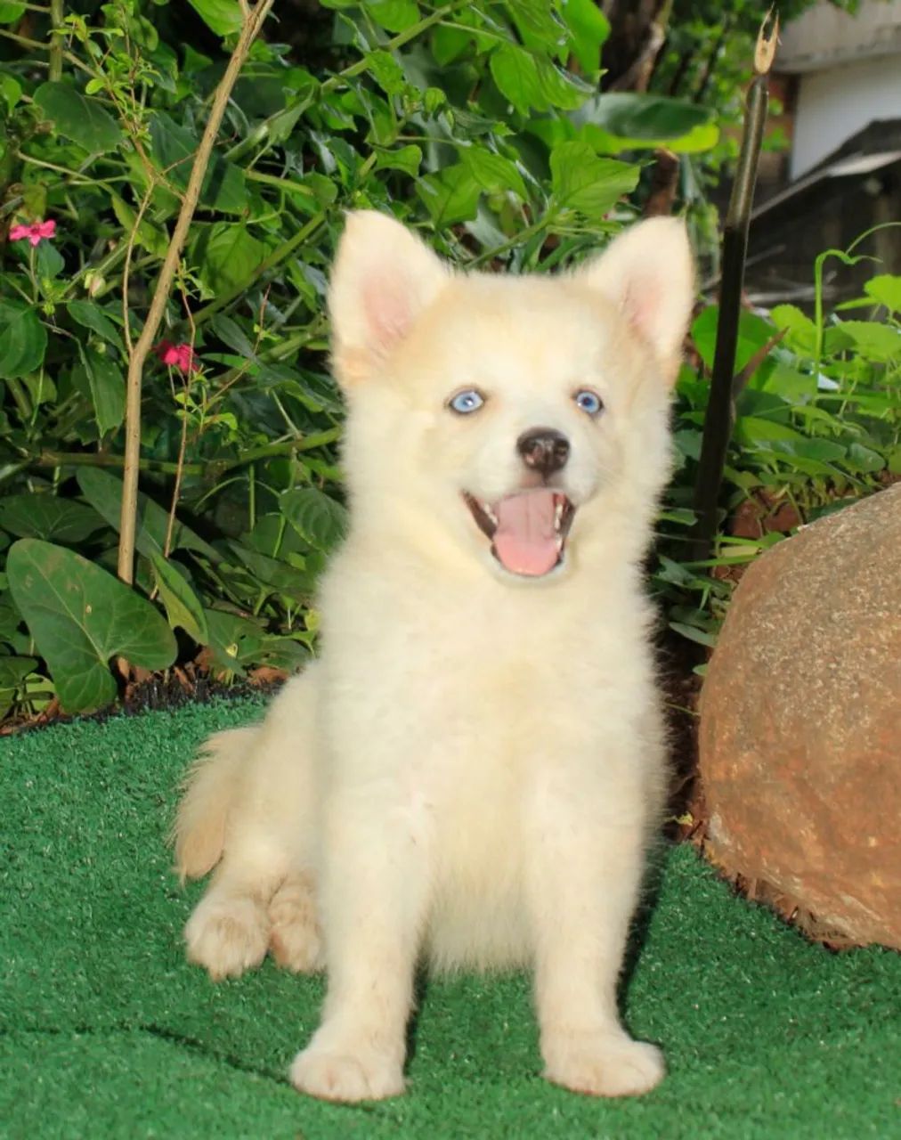 Filhote macho !!! pomsky f3 !!! Mini !!! - Foto 2