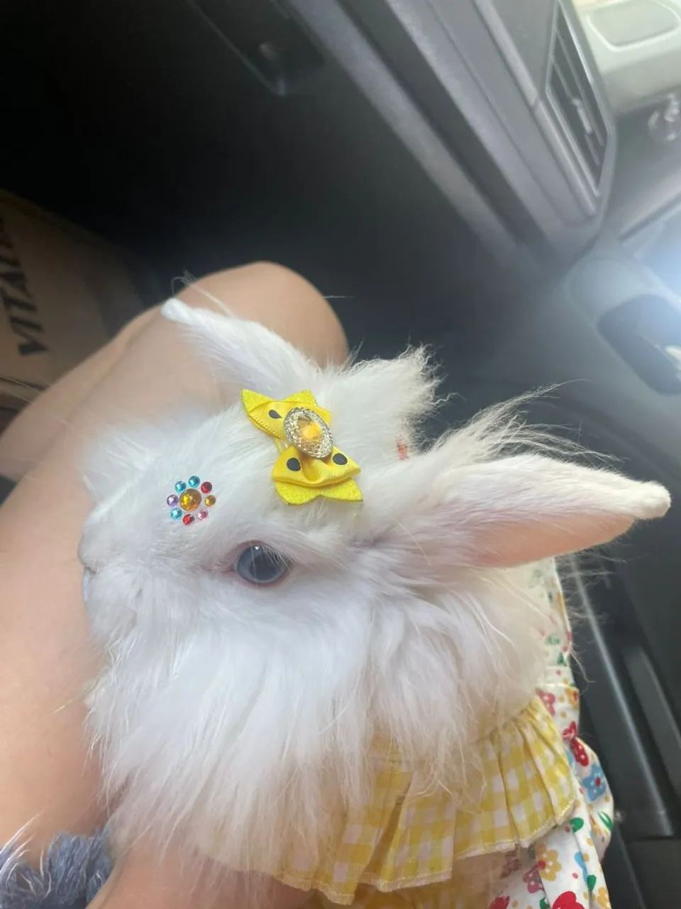 VENDO COELHINHA LION HEAD - FÊMEA  - Foto 3