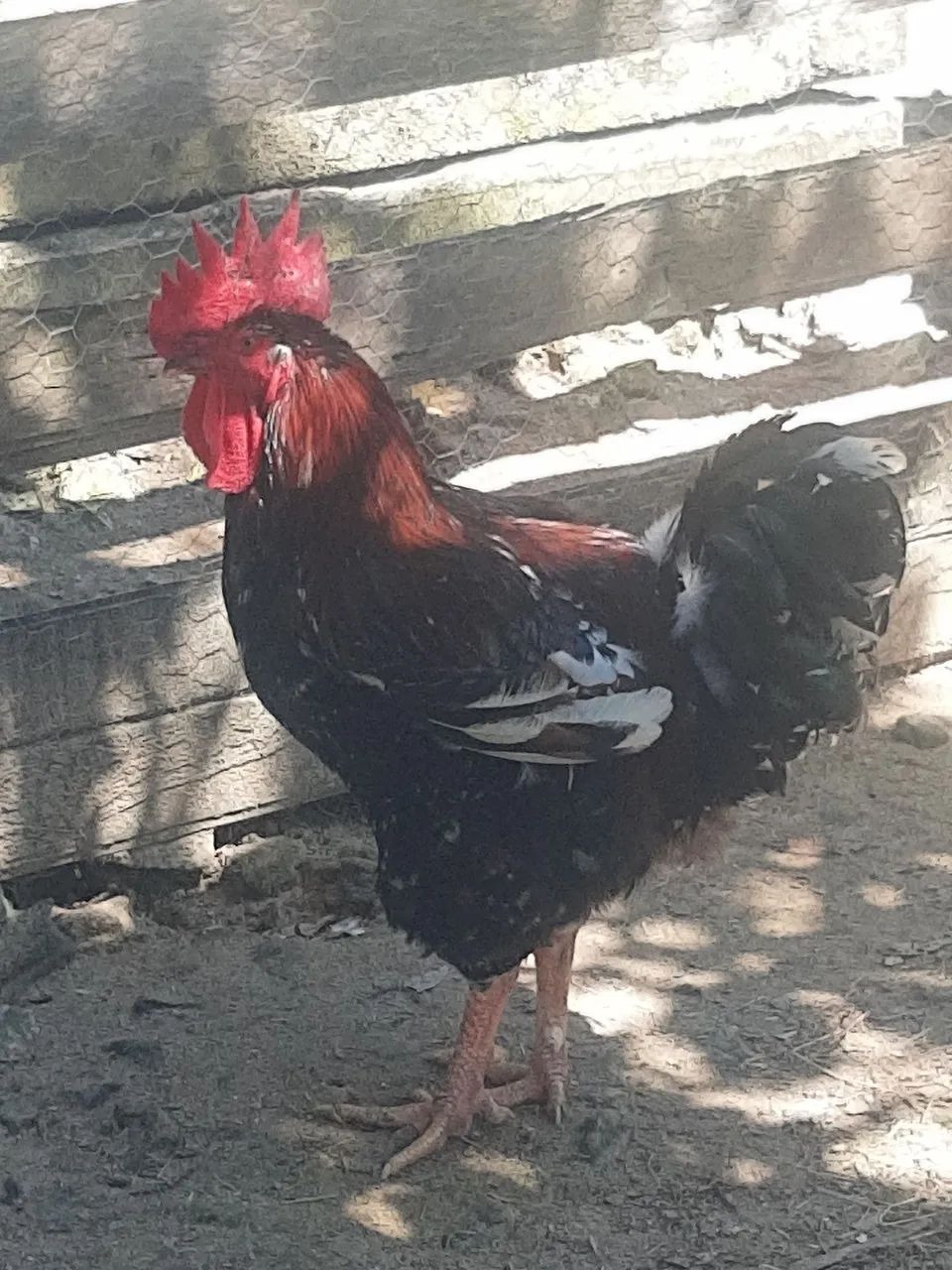Frango GSB com Genética 100% Pura Já iniciado o Ciclo Reprodutivo Plena e Ativo R$ 200,00 - Foto 4