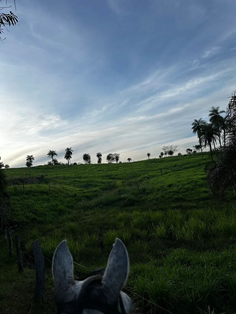 Fazenda Barrolandia  - Foto 4