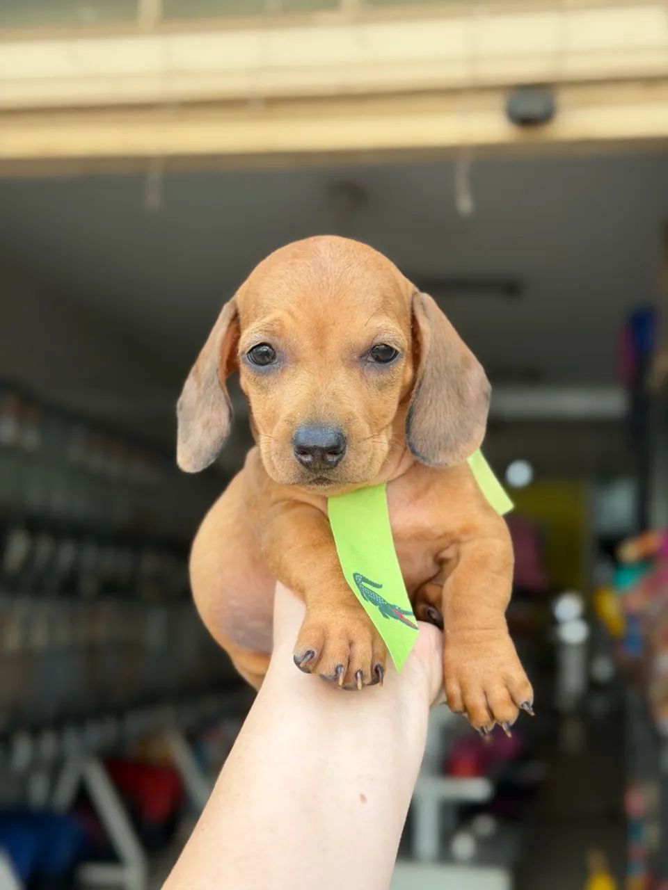 Dachshund macho  - Foto 3