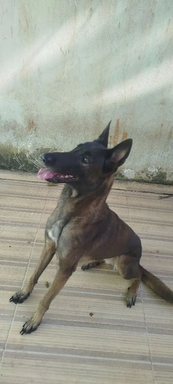 pastor de malinois