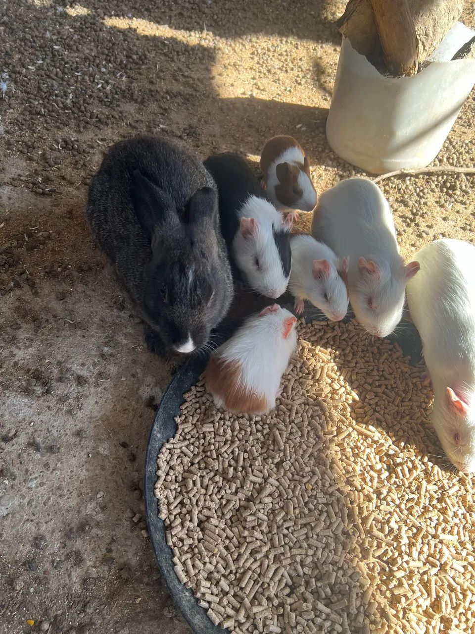 Coelhos e porquinhos da índia  - Foto 5