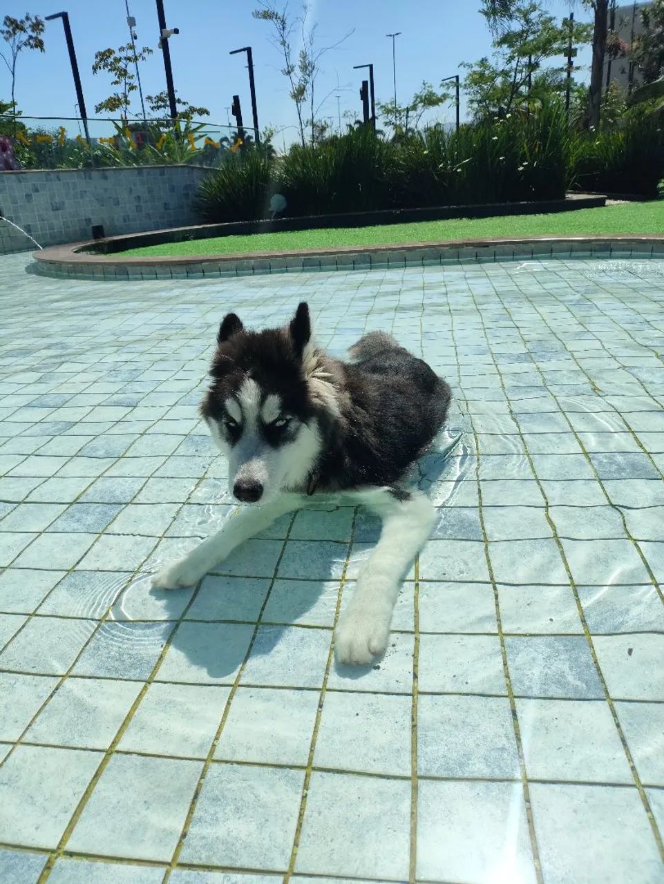Husky siberiano - Foto 2