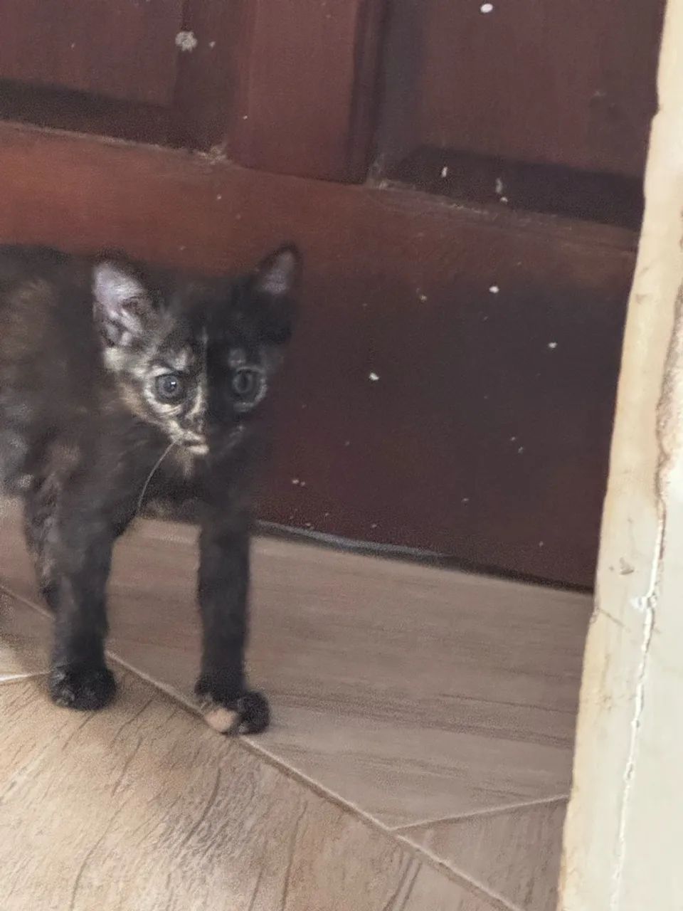 Gatinho doação  - Foto 3
