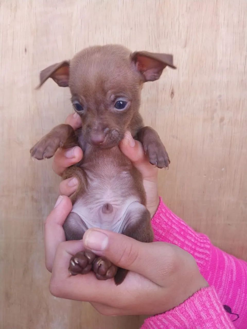 Pinscher  - Foto 2
